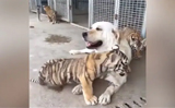 Dog raising three tiger cubs abandoned by their Mother, watch